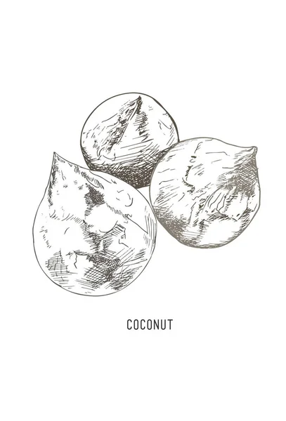 Kokosnoot vector. — Stockvector