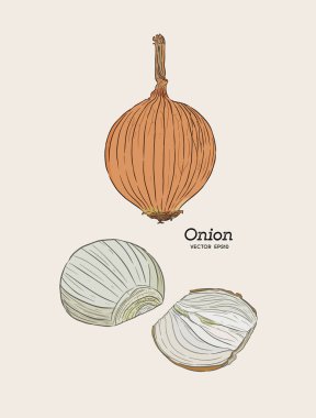 Soğan elle çizilmiş vektör set.