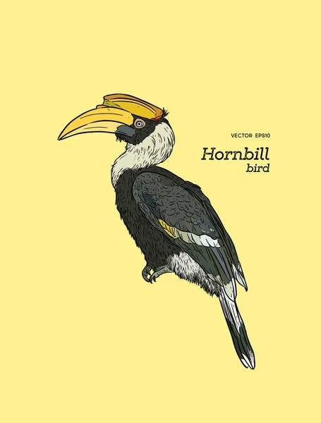 Oriental Pied Hornbill, desenho à mão vetor esboço . —  Vetores de Stock