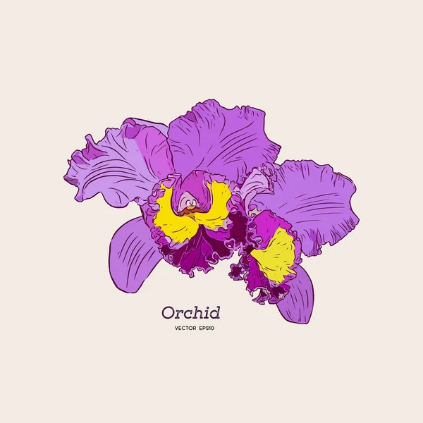 Violet en geel orchidee. hand loting schets vector. — Stockvector