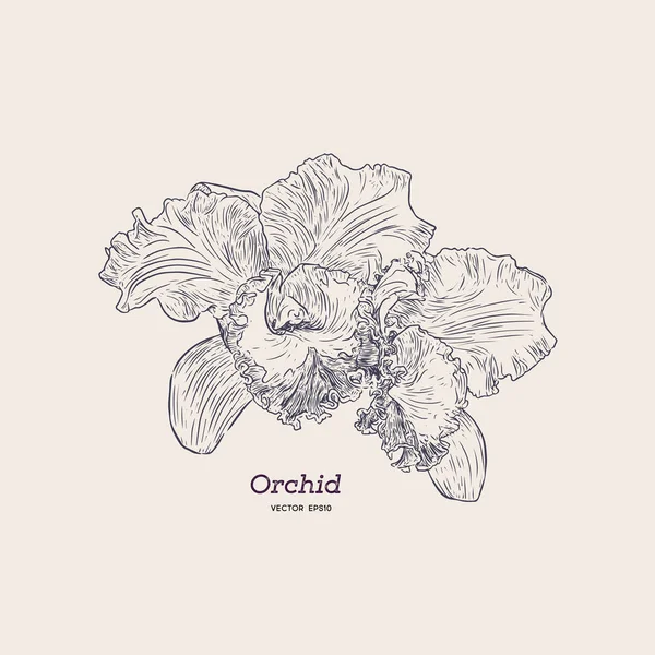 紫と黄色の蘭。手描きスケッチ ベクトル. — ストックベクタ