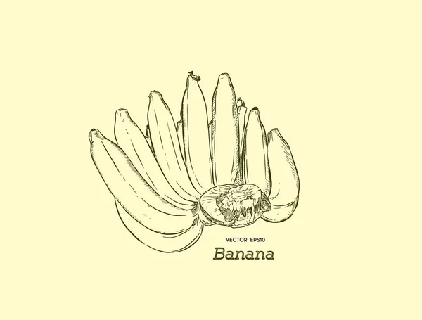 Vector Set van lijntekeningen bananen. Overrijpe banaan, hand rdaw sketc — Stockvector