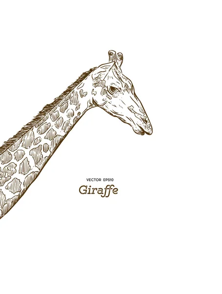 Girafa cabeça esboço conjunto . — Vetor de Stock