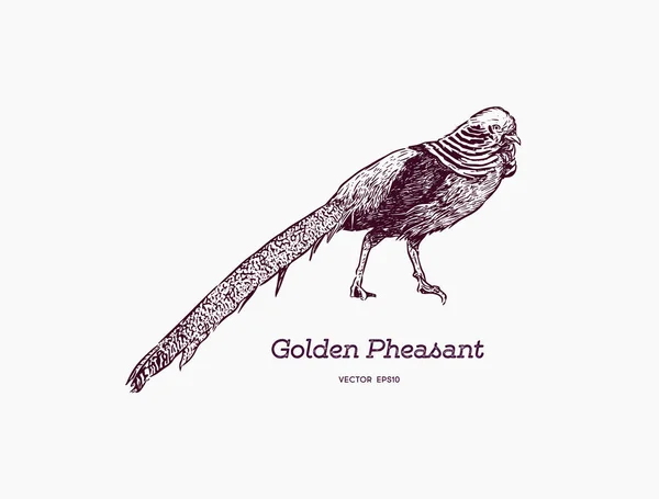 ภาพวาดของทอง Pheasant หรือจีน Pheasant มือวาด ske — ภาพเวกเตอร์สต็อก