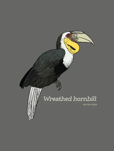 Wreathed Hornbill , hand draw sketch vector. — Stock Vector