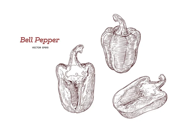 Conjunto de vetor desenhado à mão pimenta . —  Vetores de Stock