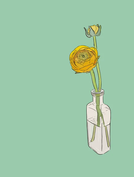2 つの黄色のペルシャ キンポウゲ花 (ラナンキュラス) ボトルに ha — ストックベクタ