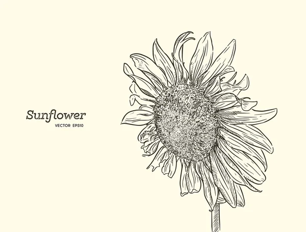 Sonnenblume. Vektor-Set von handgezeichneten Sonnenblumen, Vintage-Stil. — Stockvektor