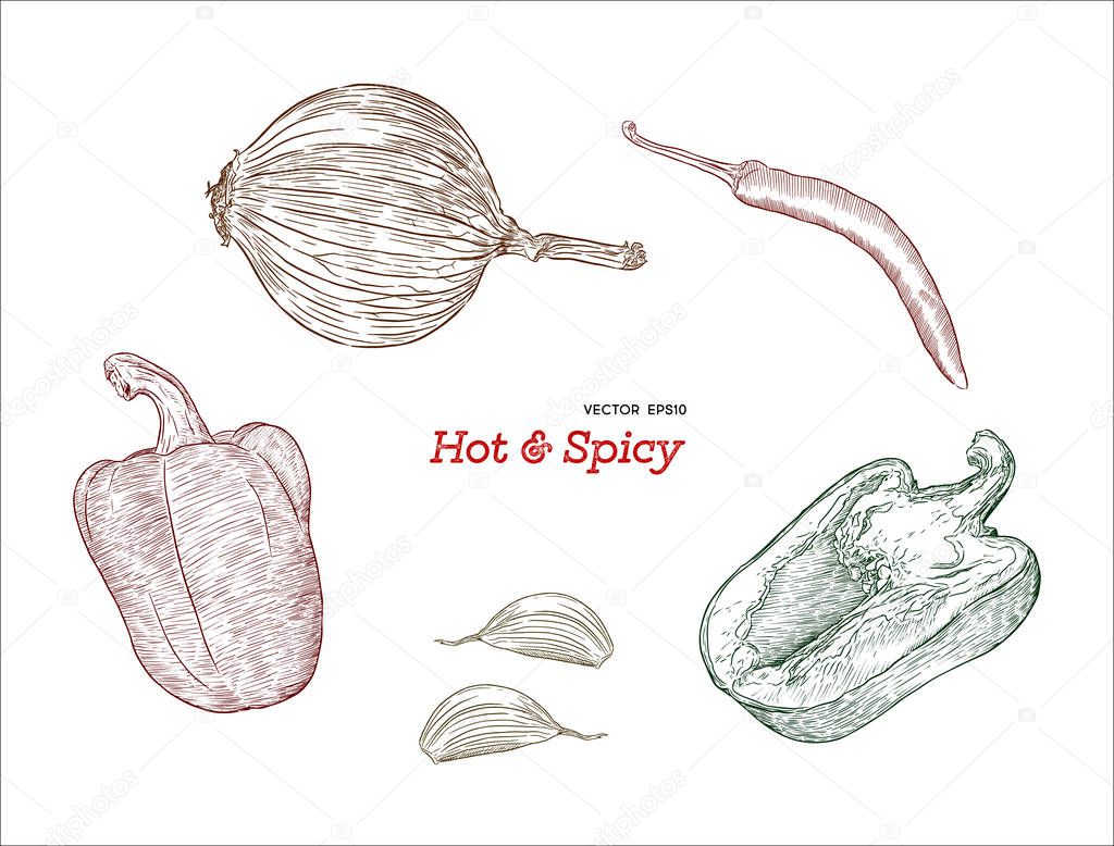 Hand drawn sketch style peppers set . Vector illustration