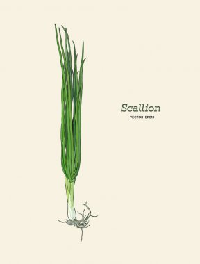 Scallions vektör çizim