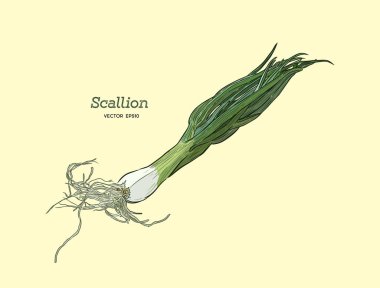 Scallions vektör çizim