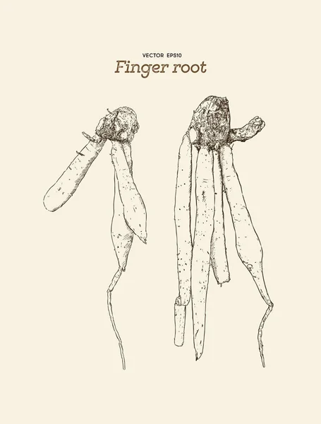 Vinger root of krachai, hand loting schets vecotr. — Stockvector