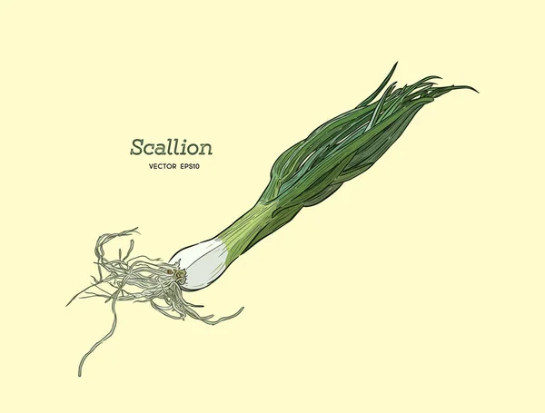 Векторні ілюстрації Scallions — стоковий вектор