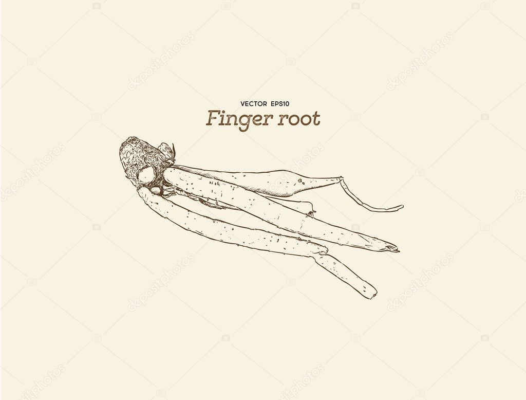 Finger root or krachai ,hand draw sketch vecotr.