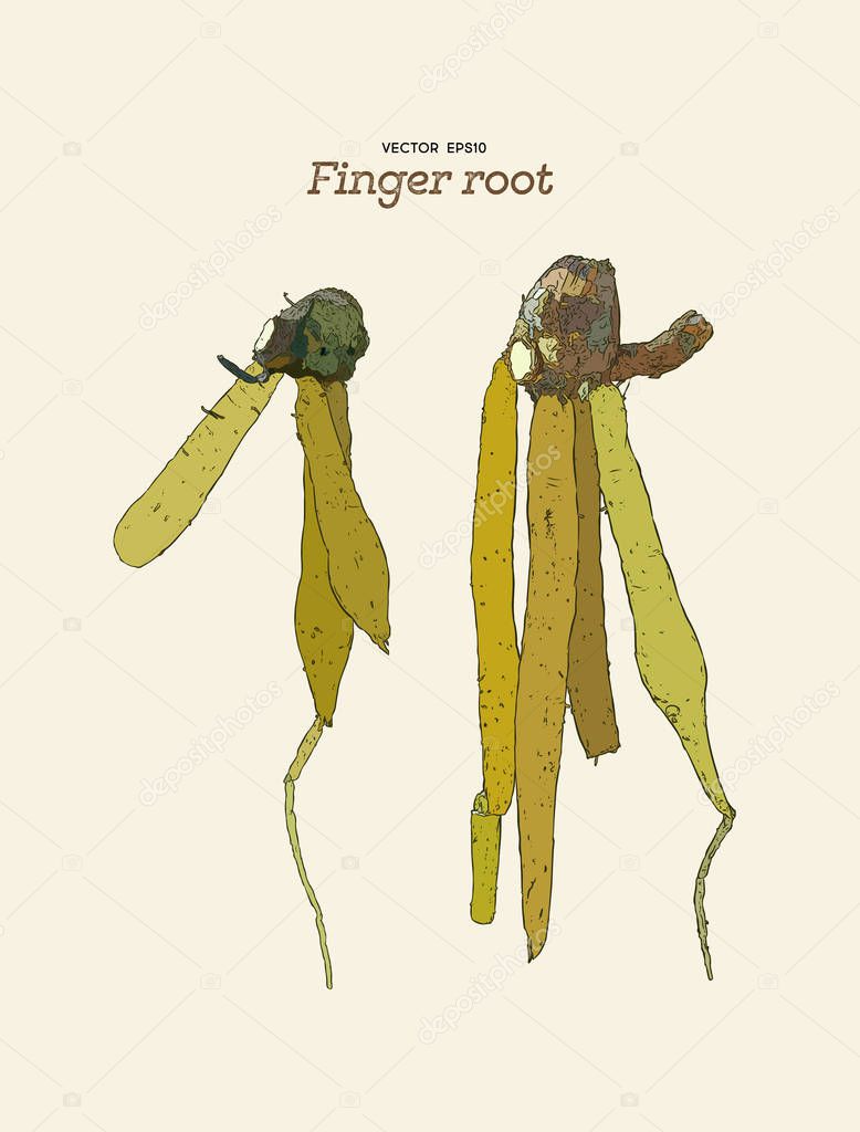 Finger root or krachai ,hand draw sketch vecotr.