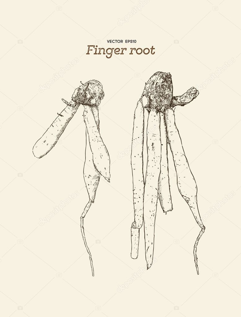 Finger root or krachai ,hand draw sketch vecotr.