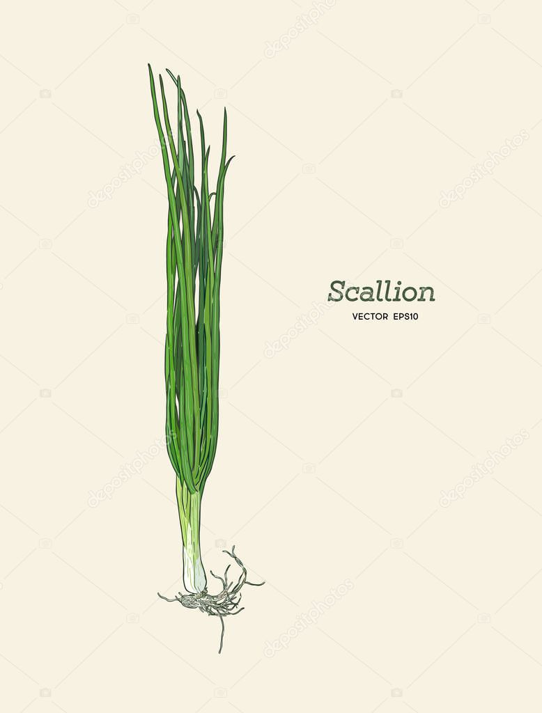 Vector illustration of Scallions