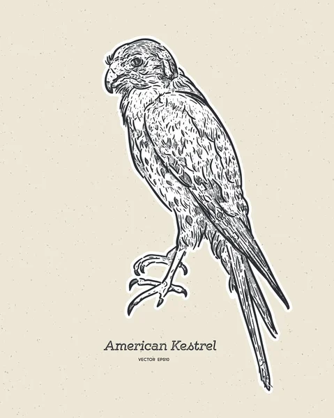 El cernícalo americano (Falco sparverius), dibujo a mano vector de boceto — Vector de stock