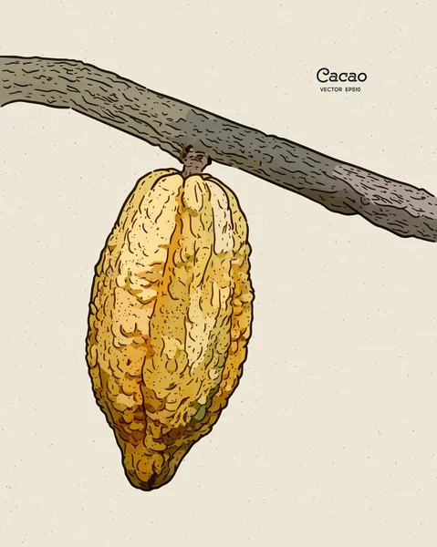 Ilustración de granos de cacao, dibujo a mano bosquejo vector . — Archivo Imágenes Vectoriales