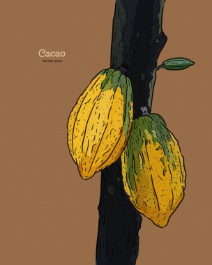 Kakao, elle çizim vektörü.