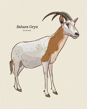 Scimitar Afrika antilobu ya da kılıç boynuzlu Afrika antilobu olarak da bilinir.