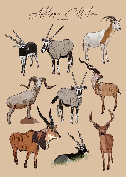 Serie di antilopi vettoriali, schizzo disegnato a mano di animali — Vettoriale Stock
