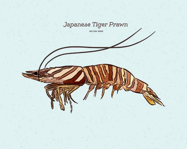 Langostino tigre japonés, dibujo a mano vector bosquejo . — Archivo Imágenes Vectoriales