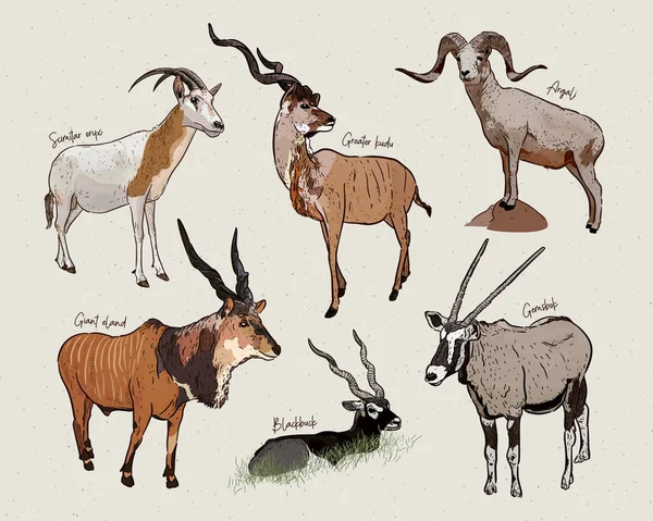 Vector set of antelopes, hand drawn sketch of animals Stock Vector