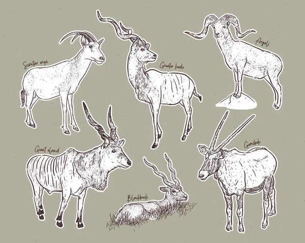 Vector set of antelopes, hand drawn sketch of animals Royalty Free Stock Illustrations