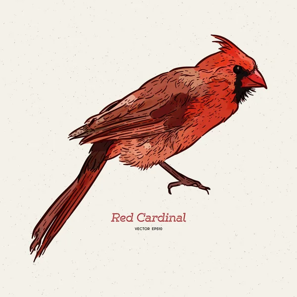 El cardenal del norte (Cardinalis cardinalis). Dibujar a mano boceto — Vector de stock