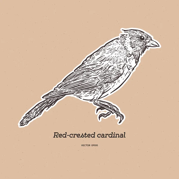 Cardenal de cresta roja, Paroaria coronata, ave soltera. mano dibujar — Vector de stock