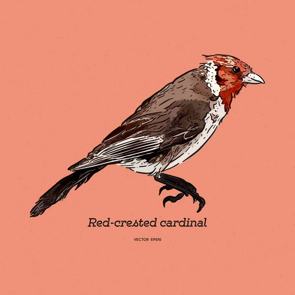 红冠红衣主教，帕罗里亚冠状塔，单只鸟。手绘 — 图库矢量图片