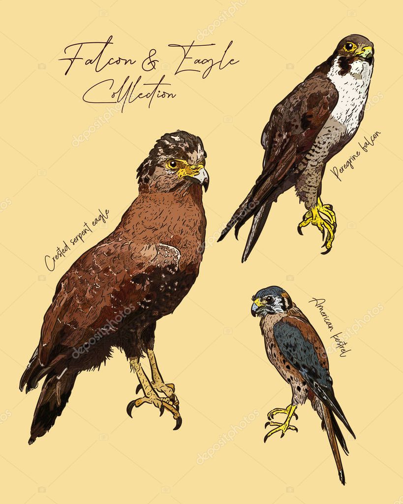 Falcon And Eagle Bird Of Prey Hand Draw Sketch Vector Premium Vector In Adobe Illustrator Ai Ai Format Encapsulated Postscript Eps Eps Format Falcon And Eagle Bird Of Prey Hand Draw Sketch Vector Premium Vector In Adobe Illustrator Ai Ai Format Encapsulated Postscript Eps Eps Format