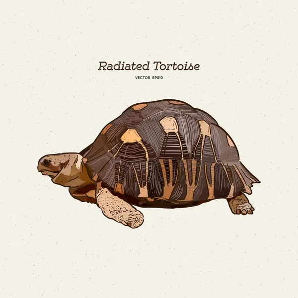 The radiated tortoise is a species in the family Testudinidae. H — Stock Vector