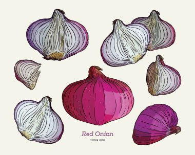 Kırmızı soğan koleksiyonu, elle çizim vektörü.