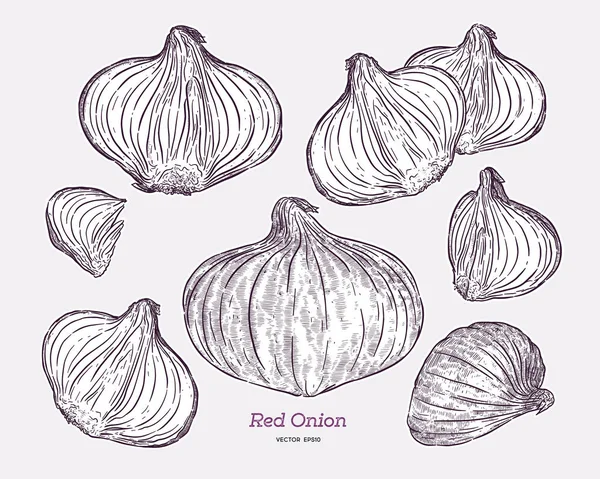 Collection d'oignons rouges, dessin à la main vecteur de croquis . — Image vectorielle