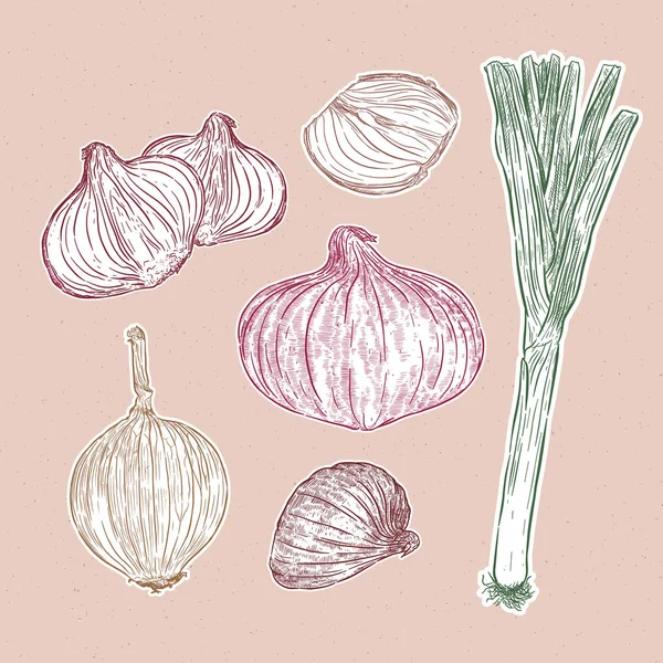 Onion set, green, red and yellow onion, hand draw vegetable illu — 스톡 벡터