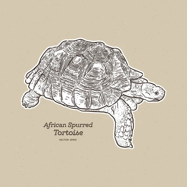 La tortuga espoleada africana es la tortuga continental más grande, h — Vector de stock