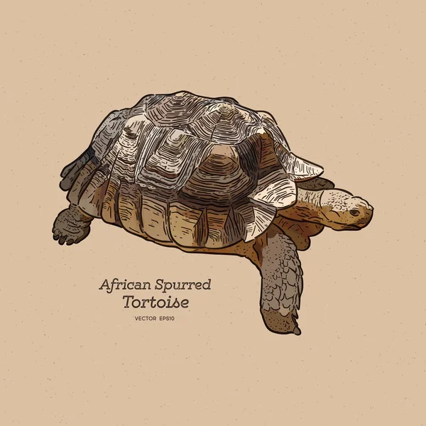 The African spurred tortoise is the largest mainland tortoise, h — Stock vektor