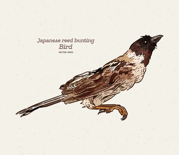 Japansk vass bunting eller ochre-rumped bunting är en art o — Stock vektor