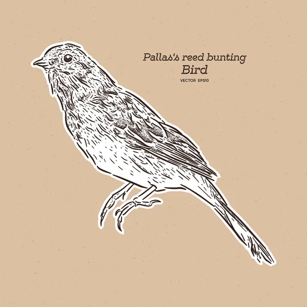 Pallas Reed Bunting También Conocido Como Pallas Bunting Ave Paseriforme — Vector de stock