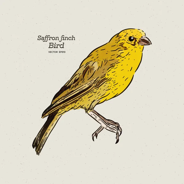 Saffron Finch Sicalis Flaveola Tanager South America Hand Draw Sketch — 图库矢量图片