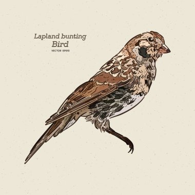 Lapland longspur (Calcarius lapponicus), Lapland kiraz kuşu olarak da bilinir, elle çizim vektörü..