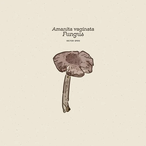 Amanita Vaginata Est Champignon Comestible Famille Des Amanitaceae Dessin Main — Image vectorielle