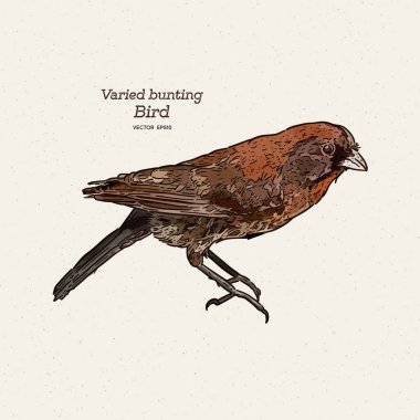 Çeşit çeşit kiraz kuşu (