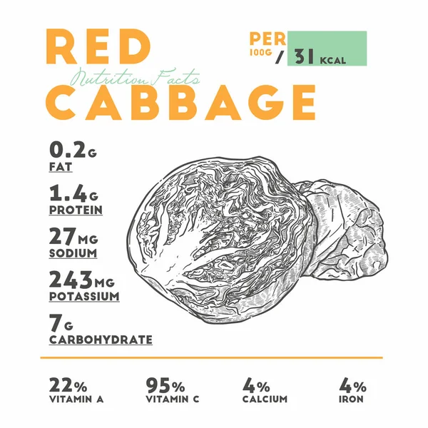 Nutrition Red Cabbage Hand Draw Sketch Vector — 图库矢量图片