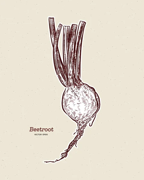 Beeroot 스케치 — 스톡 벡터