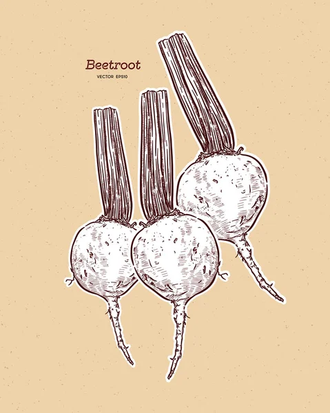 Beeroot 스케치 — 스톡 벡터