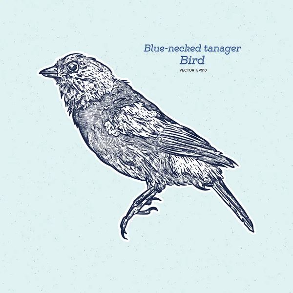蓝颈鸟 Blue Neck Tanager 是雷鸟科的一种鸟类 手绘草图矢量 — 图库矢量图片