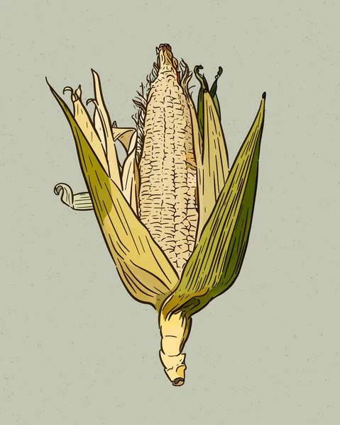 Corn Cob Vintage Engraved Illustration Botanical Corn Vector Illustration — Stock Vector